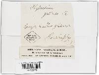 Phyllactinia guttata image