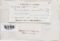 Podosphaera clandestina image