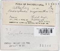 Podosphaera clandestina image