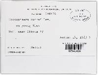 Podosphaera clandestina image