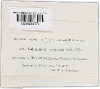 Podosphaera clandestina image