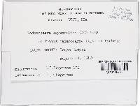 Podosphaera clandestina image