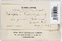 Podosphaera clandestina image