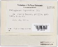 Podosphaera clandestina image