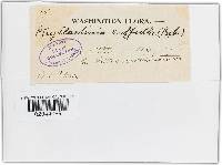 Phyllactinia guttata image