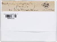 Pleochaeta polychaeta image