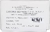 Pleochaeta polychaeta image