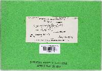 Hypomyces hyalinus image