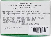 Hypomyces lateritius image