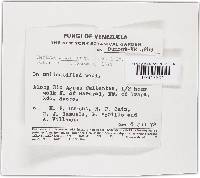 Lanatonectria flavolanata image