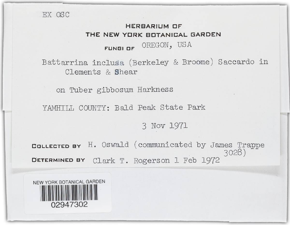 Battarrina inclusa image