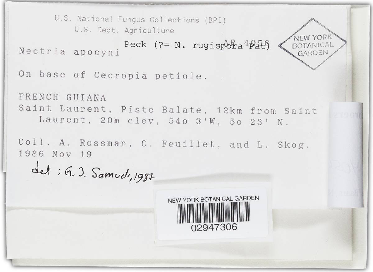 Bionectria apocyni image