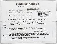 Bionectria byssicola image