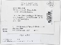 Bionectria byssicola image