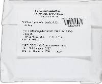 Bionectria byssicola image