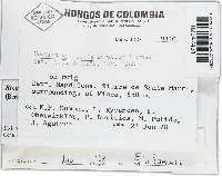 Bionectria byssicola image