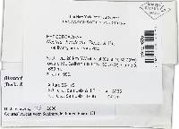 Bionectria byssicola image