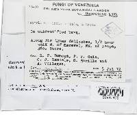 Bionectria byssicola image