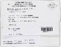 Bionectria byssicola image