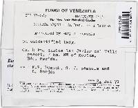 Bionectria byssicola image