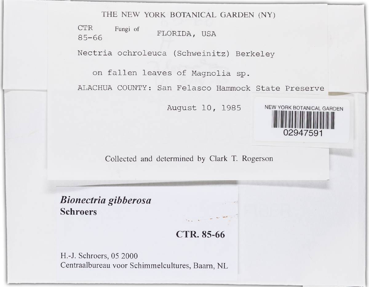 Bionectria gibberosa image