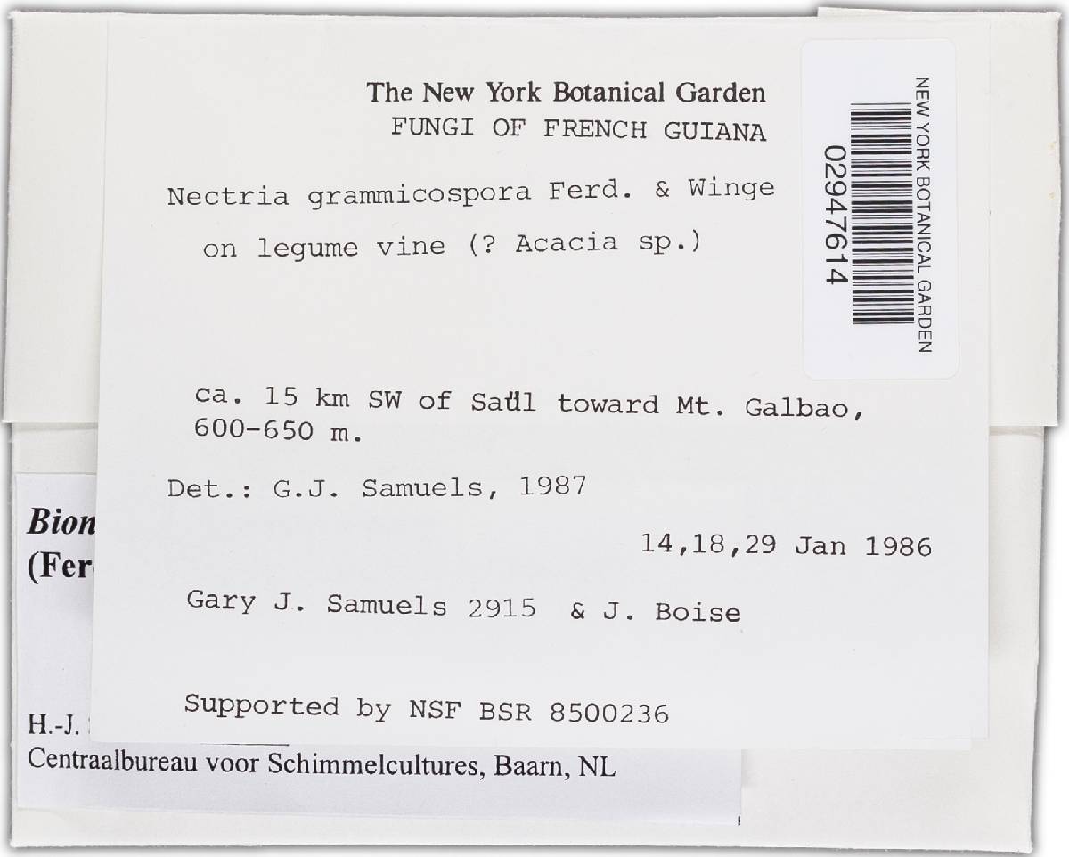 Bionectria grammicospora image