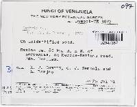 Bionectria lucifer image