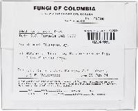 Media resource of Bionectria oblongispora