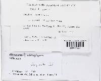 Bionectria oblongispora image