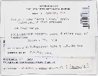 Bionectria ochroleuca image