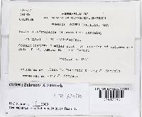 Bionectria ochroleuca image