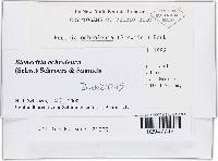 Bionectria ochroleuca image