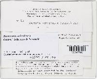 Bionectria ochroleuca image