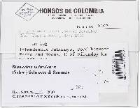 Bionectria ochroleuca image