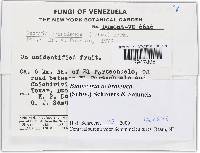 Bionectria ochroleuca image