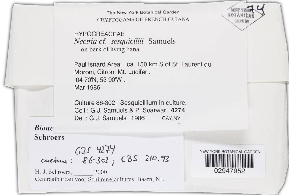 Bionectria rossmaniae image