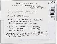 Bionectria samuelsii image