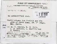 Bionectria samuelsii image