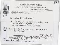 Bionectria samuelsii image