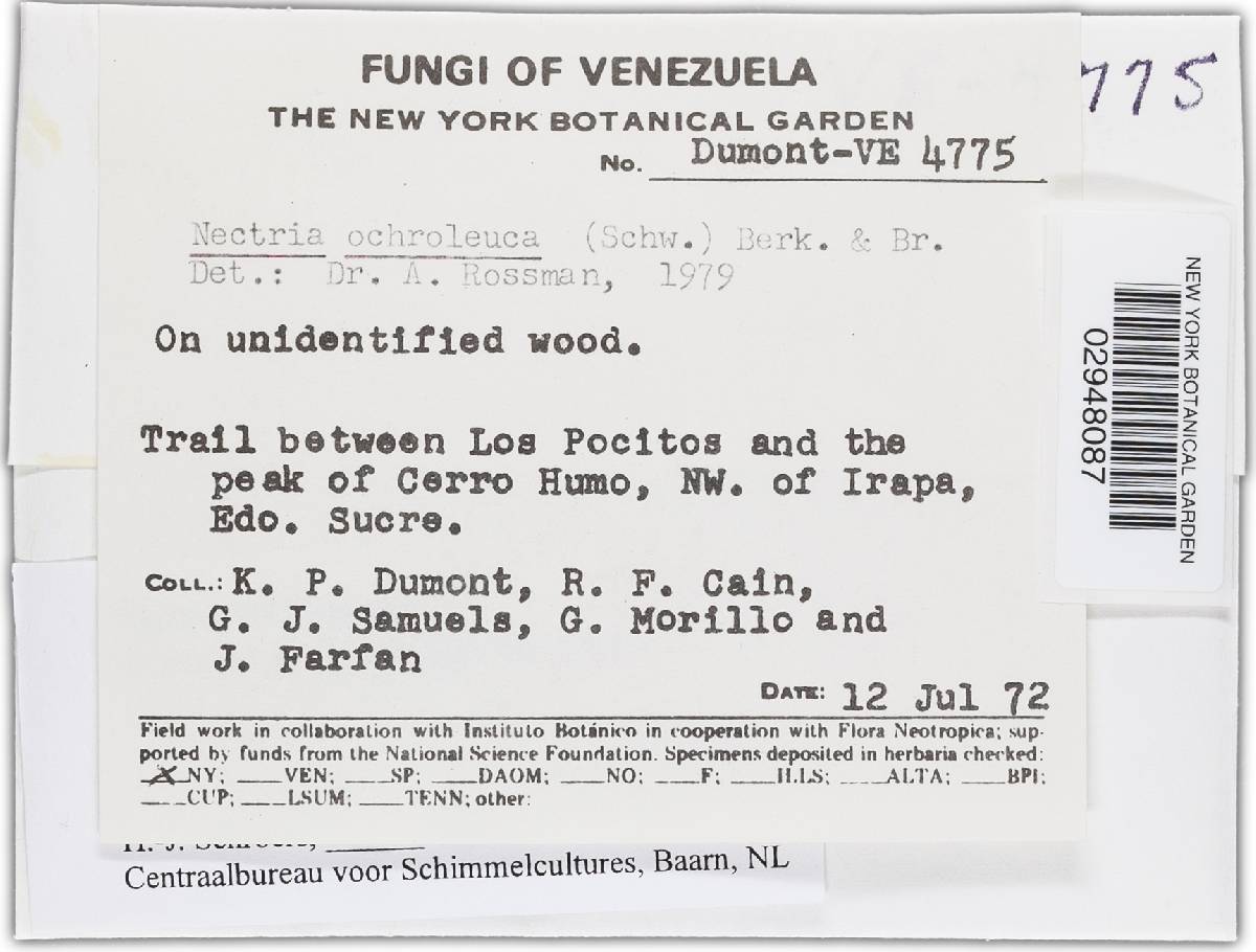 Bionectria solani image