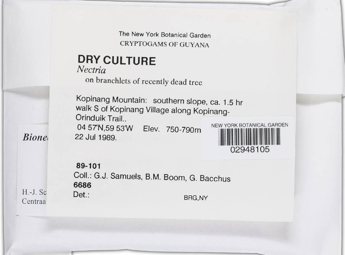 Bionectria sporodochialis image