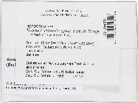 Bionectria subquaternata image