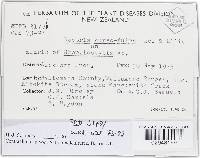 Bionectria verrucispora image