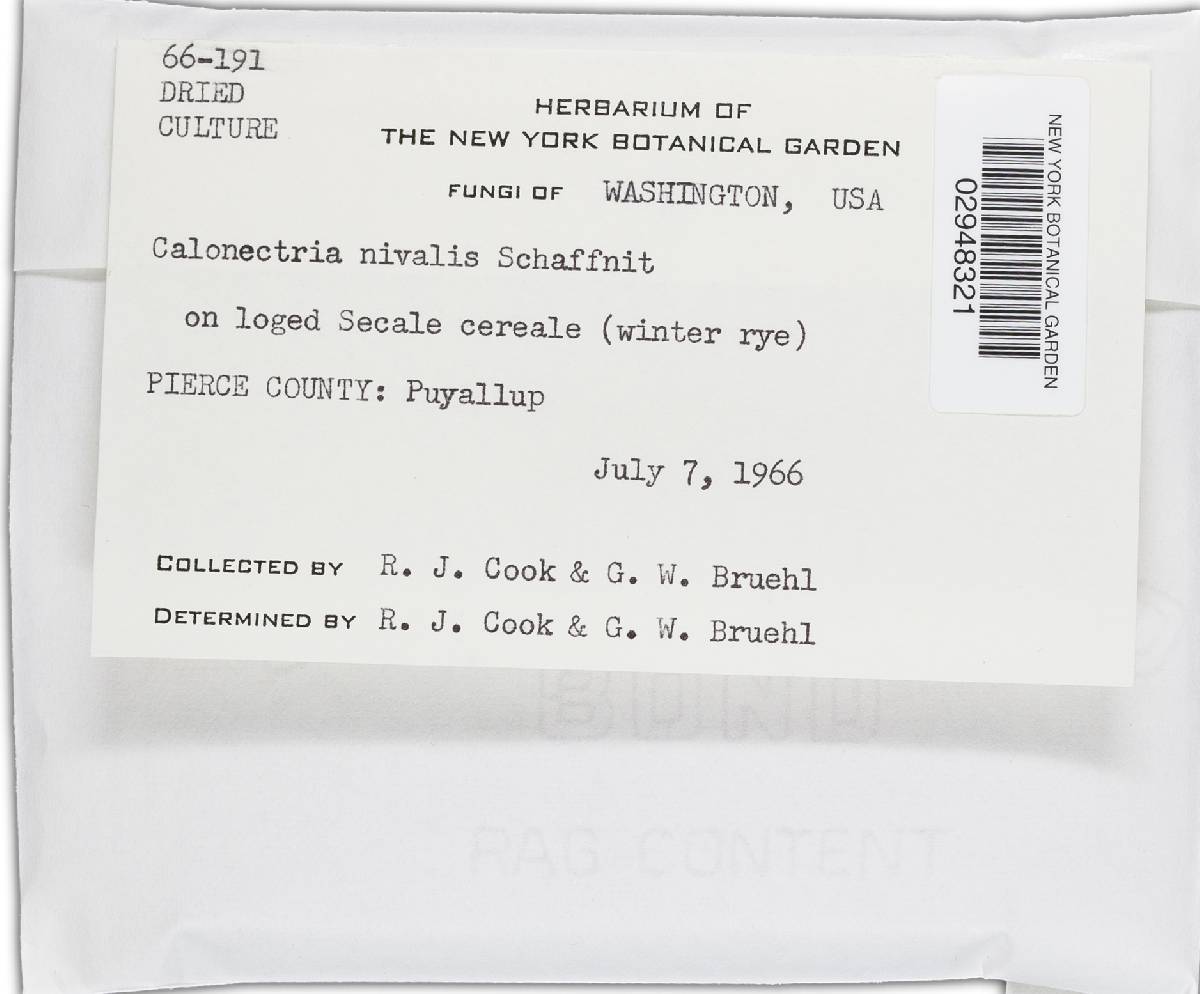 Calonectria nivalis image