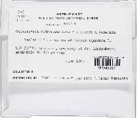 Calonectria quinqueseptata image