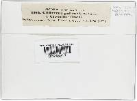 Gibberella pulicaris image