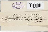 Gibberella zeae image