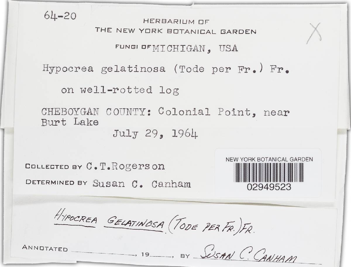 Hypocrea gelatinosa image