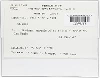 Hypocrea patella image