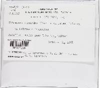 Hypomyces aurantius image